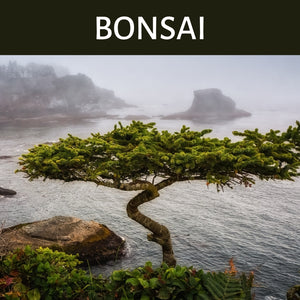 Bonsai Scented Products