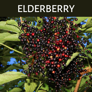 Elderberry Scented Products