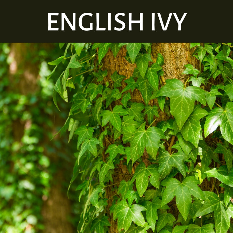 English Ivy Scented Products