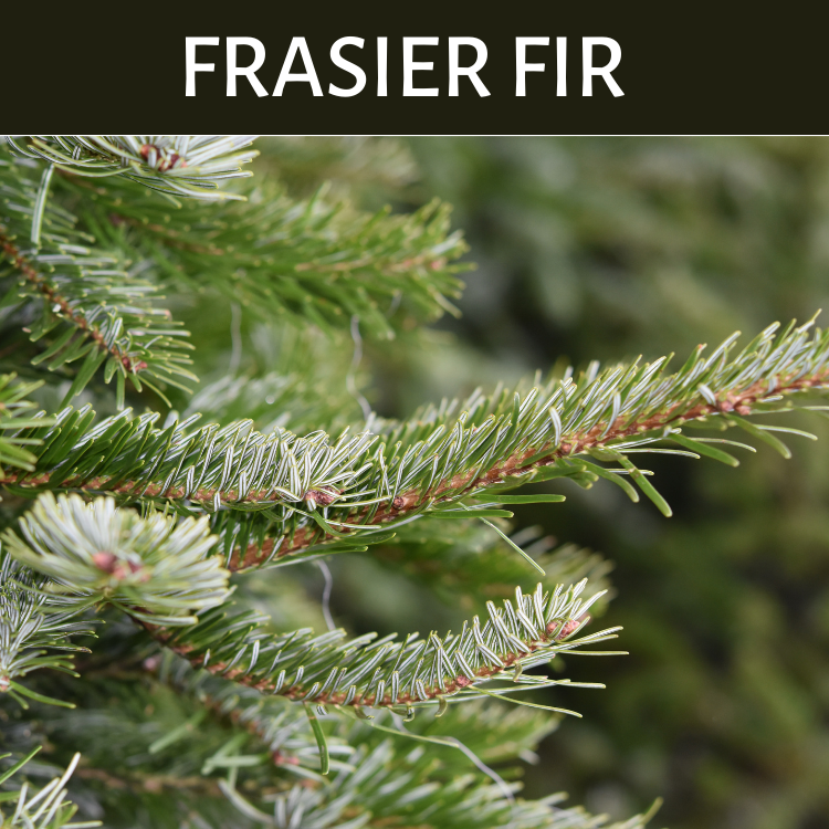 Fraser Fir & Citrus - Premium Fragrance Oil