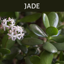 Load image into Gallery viewer, Jade Scented Products
